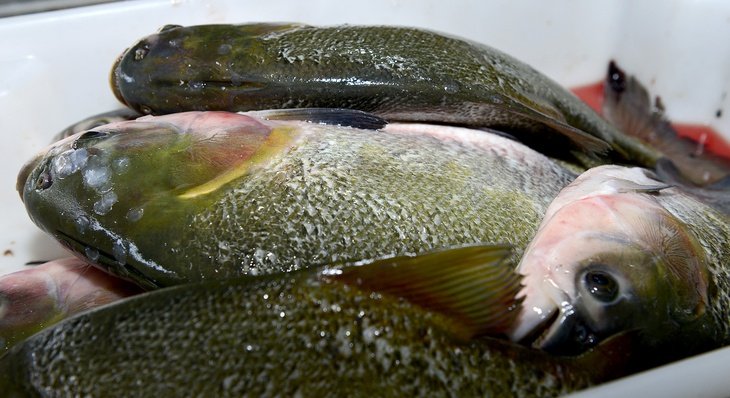 Procon de Palmas orienta sobre a compra de chocolates e pescados